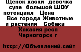 Щенок хаски, девочка супе, большой ШОУ потенциал › Цена ­ 50 000 - Все города Животные и растения » Собаки   . Хакасия респ.,Черногорск г.